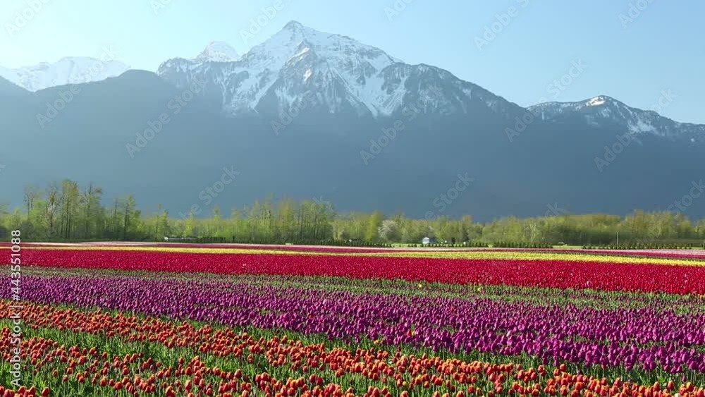 Cultivated Tulip Field Fraser Valley British Columbia Cultivated Tulip Field Fraser Valley British Columbia
