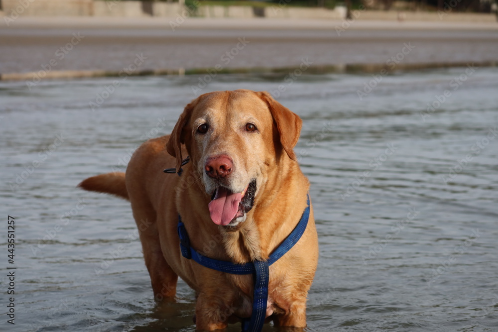 Labrador retriever stands isolated in the sea Labrador retriever stands isolated in the sea