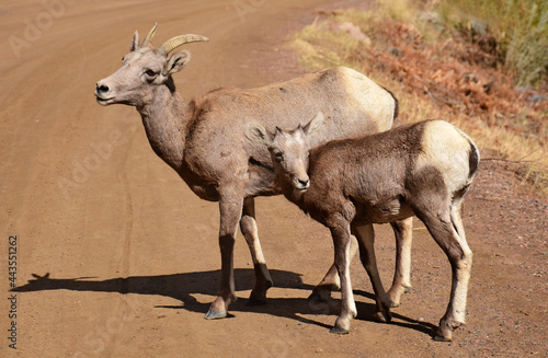 rocky mountain bighorn sheep ewe and lamb standing  on the trail in waterton canyon, littleton, colorado