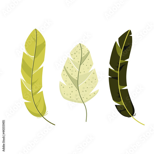 A set of bird feathers on a white background.