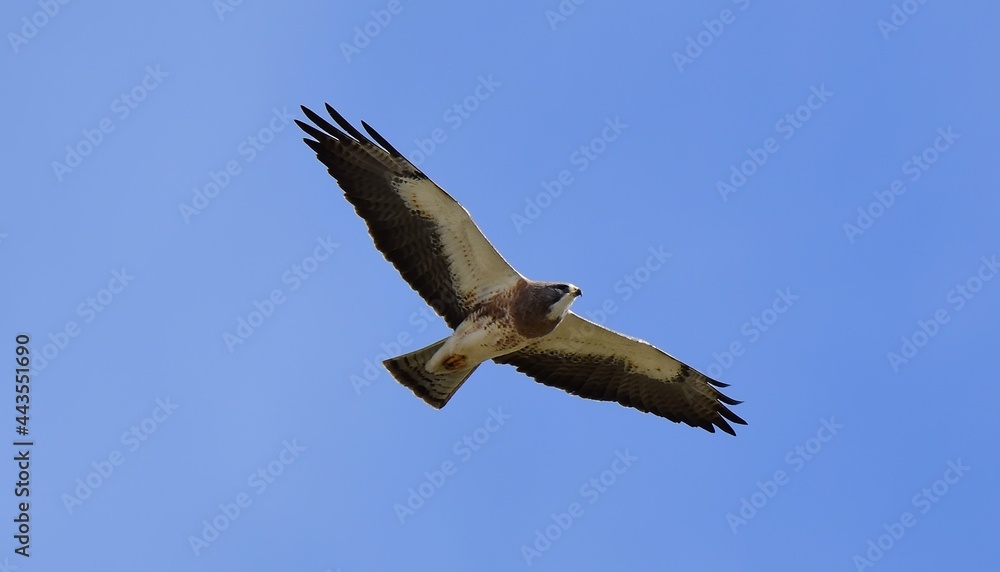 close up of a swainson's hawk in flight against a blue sky in an open space in spring in broomfield, colorado close up of a swainson's hawk in flight against a blue sky in an open space in spring in broomfield, colorado