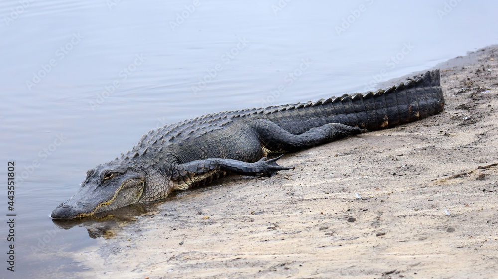 Obraz premium large american alligator resting on the shoreline of a creek in st. mark's wildlife refuge near crawfordville in northern florida 