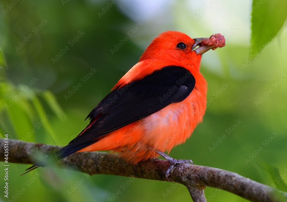 a striking male scarlet tanager eating a mulberry in a mulberry tree during spring migration in smith oaks sanctuary on high island, near winnie, texas