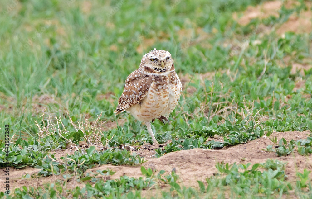 burrowing owl standing on a prairie dog burrow in the prairie of rocky mountain arsenal national wildlife refuge in commerce city, near denver, colorado burrowing owl standing on a prairie dog burrow in the prairie of rocky mountain arsenal national wildlife refuge in commerce city, near denver, colorado