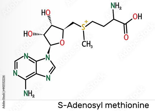 S-Adenosyl methionine, SAM-e, SAM molecule. It is sulfonium betaine, cosubstrate, coenzyme involved in methyl group transfer reactions. Skeletal chemical formula photo