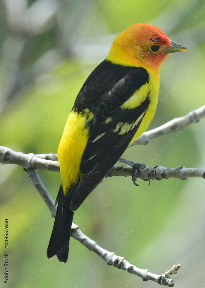Obraz premium closeup of colorful male western tanager perched in an ash tree in Broomfield, colorado