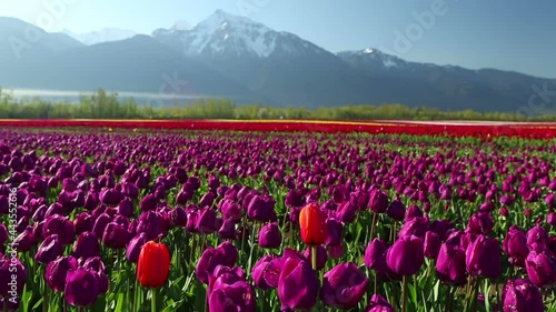 Cultivated Tulip Field Fraser Valley British Columbia photo