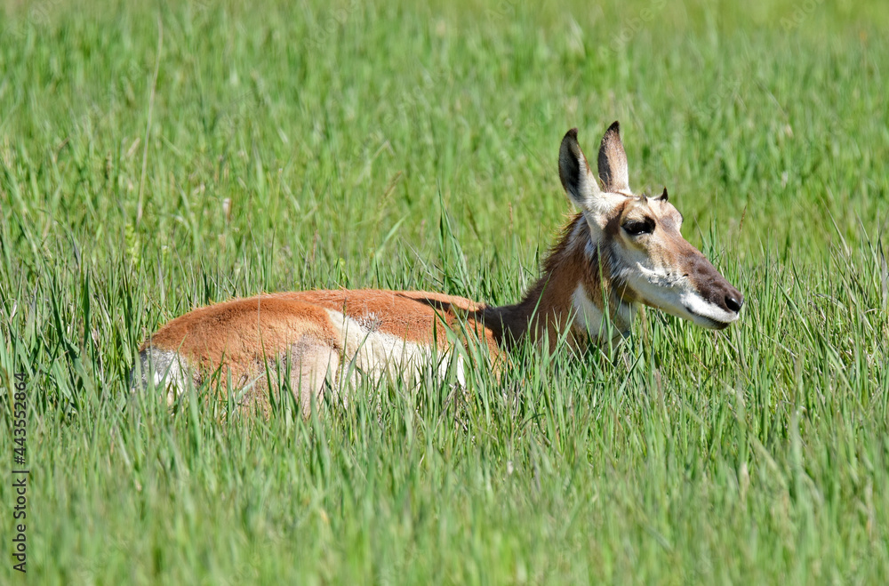 close up of injured pronghorn resting in the meadow in grand teton national park, wyoming close up of injured pronghorn resting in the meadow in grand teton national park, wyoming