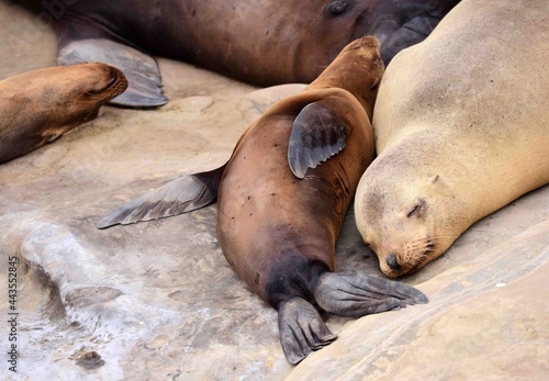  close up of sea lions resting on the cliffs at la jolla cove, near san diego, california 