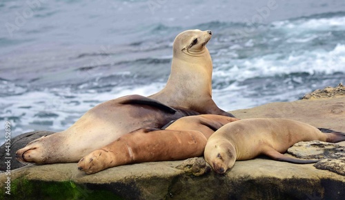  sea lions resting on the cliffs at la jolla cove, near san diego, california