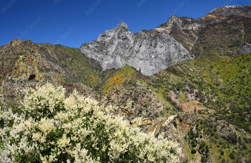 flowering deer brush shrub and mountain peaks in springtime in kings canyon national park,  in the sierra mountains of california