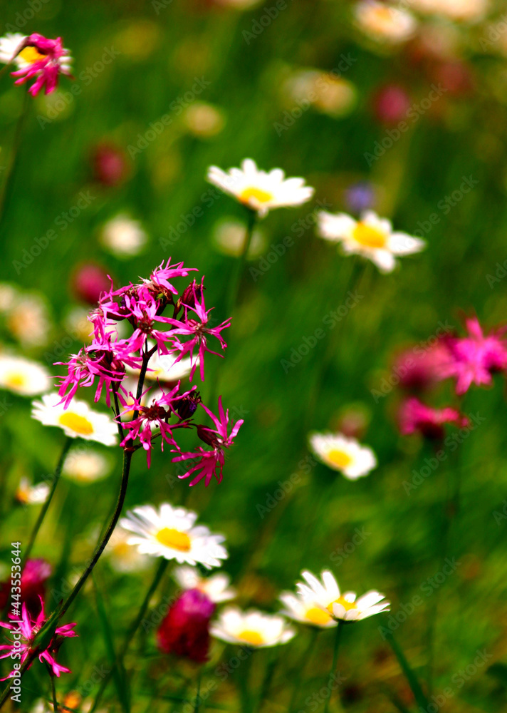 blumenwiese mit lichtnelken