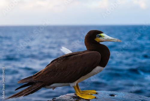 Fotografija Portrait of a brown booby bird (Sula leucogaster) sitting on a ship in the ocean, close-up