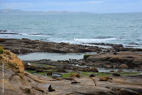new zealand fur seals and cormorants on the rocky shoreline of shag point, near palmerston on the otago coast of eth south island of new zealand photo