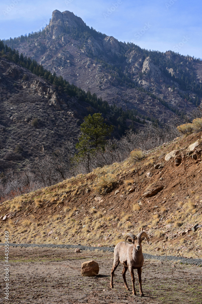 bighorn sheep ram with mountain peak in the background on a sunny spring day along the waterton canyon trail in littleton, colorado bighorn sheep ram with mountain peak in the background on a sunny spring day along the waterton canyon trail in littleton, colorado