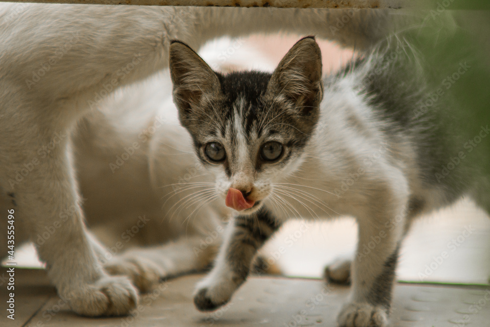 Obraz premium cat