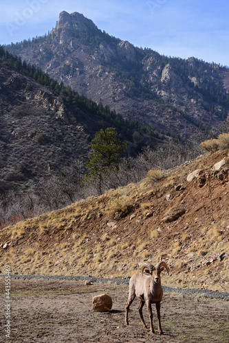  bighorn sheep  ram with   mountain peak  in the background  on a sunny spring day along the waterton canyon trail in littleton, colorado