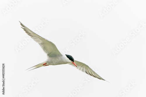  Common Tern (Sterna hirundo) in flight. Gelderland in the Netherlands. 