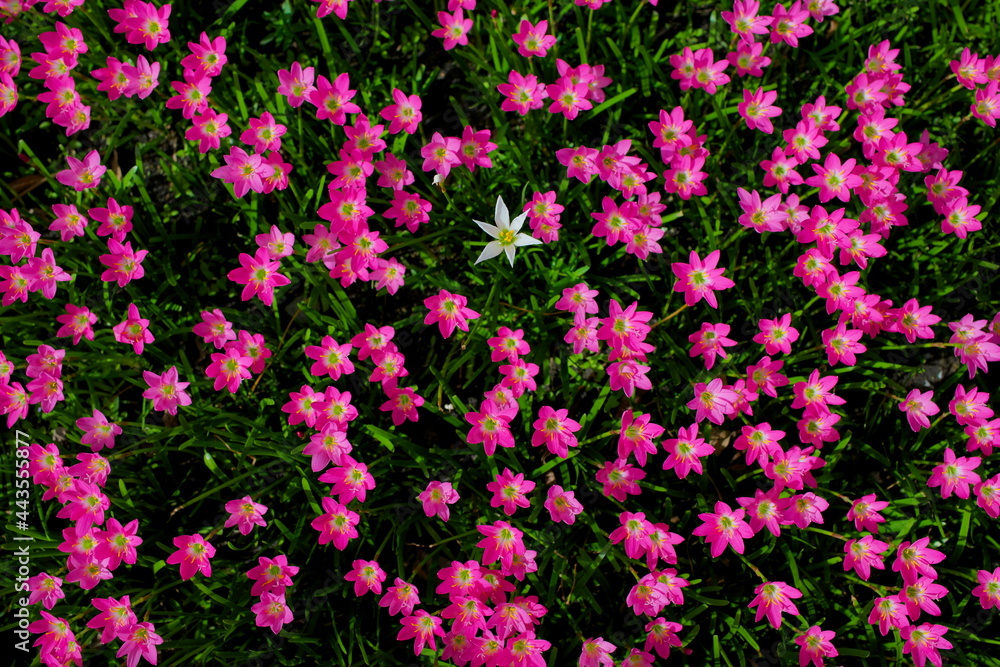 Beautiful Zephyranthes Lily, Countryside In Thailand.