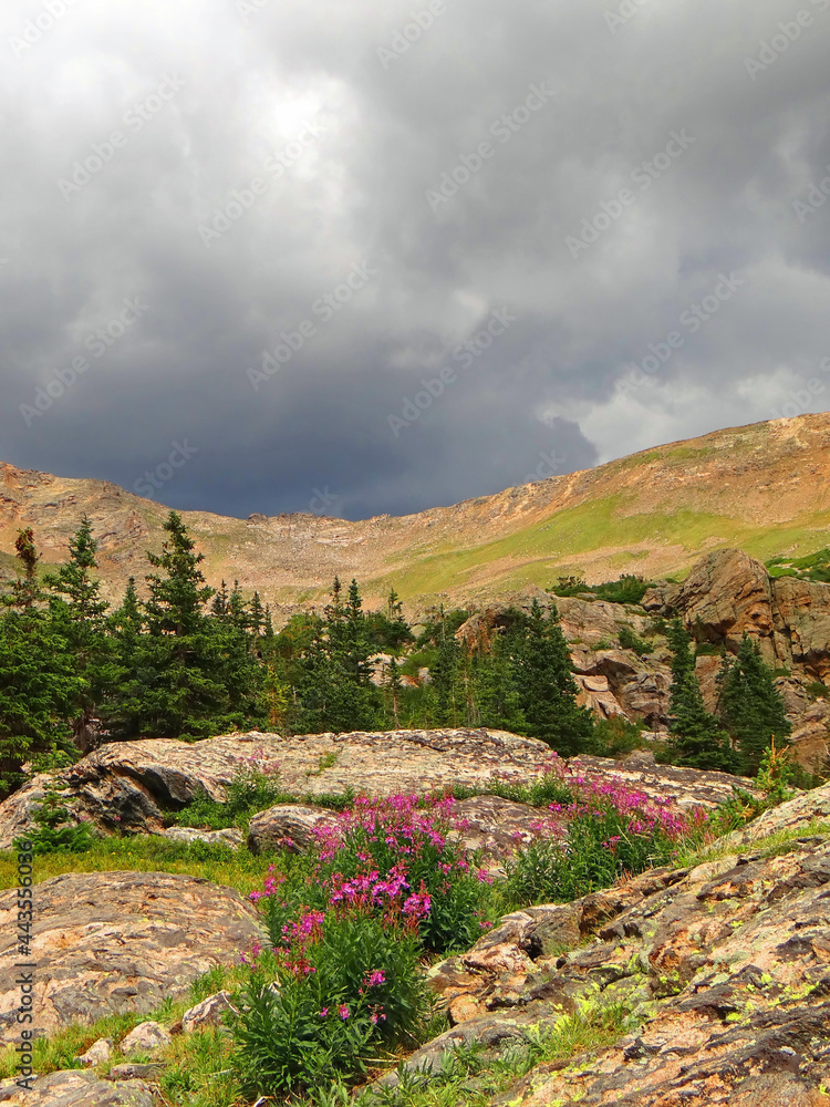 stormy skies, mountain  scenery, forests, and pretty pink fireweed wildflowers in james peak wilderness area, near rollinsville,  colorado