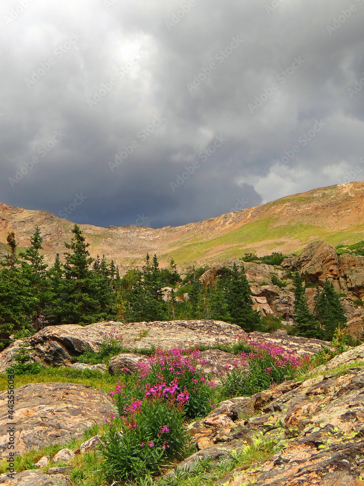 Obraz premium stormy skies, mountain scenery, forests, and pretty pink fireweed wildflowers in james peak wilderness area, near rollinsville, colorado