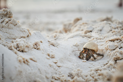 a small hermit crab walking slowly along the beach in the afternoon seaside with blurred blue sea in background