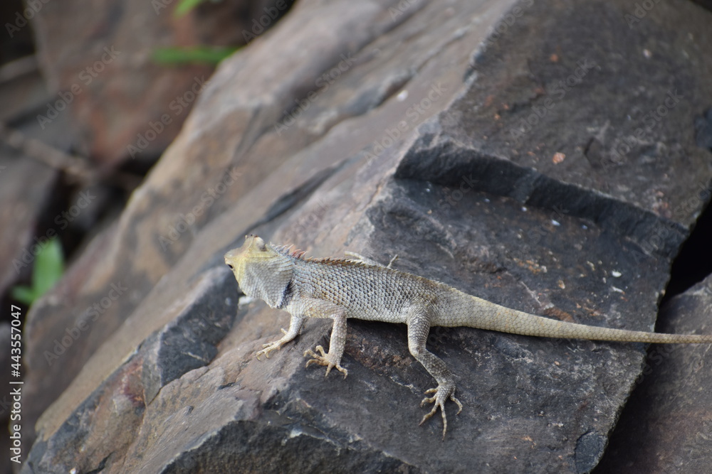 chameleon on a rock like ke ladki aakh mare aakh mare ke ladki aakh mare chameleon on a rock like ke ladki aakh mare aakh mare ke ladki aakh mare