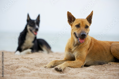 Dogs Laying On The Beach  Hua Hin District  Thailand.