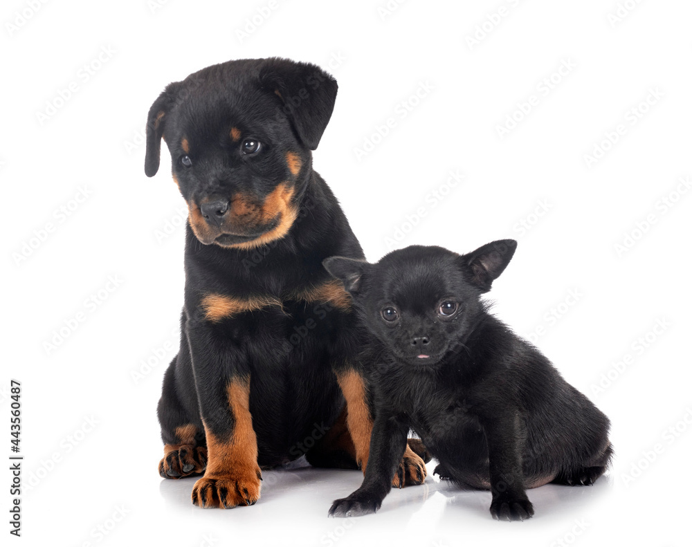 puppy rottweiler and chihuahua puppy rottweiler and chihuahua