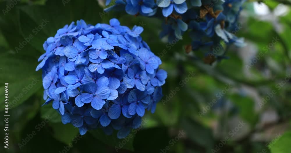 Hydrangea flower at the garden in Japan rainy day close shot handheld Hydrangea flower at the garden in Japan rainy day close shot handheld