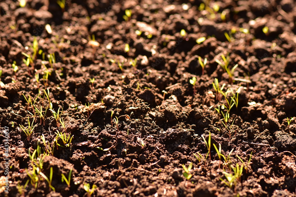 Green growth of seeds in the garden in the morning sun Green growth of seeds in the garden in the morning sun