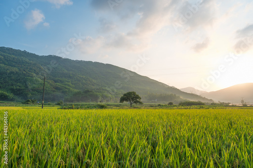 Beautiful scenery of rural rice fields
