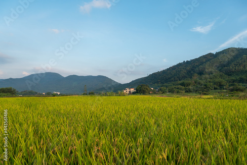 Beautiful scenery of rural rice fields