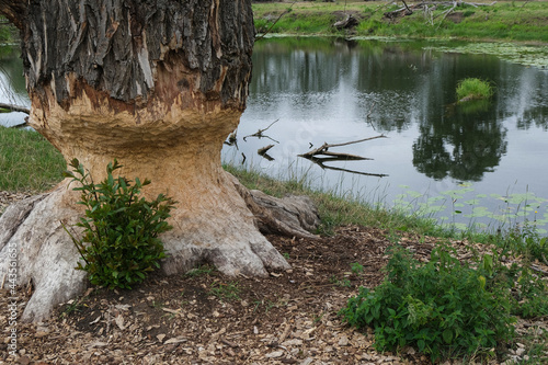 Beaver teeth marks on tree alongside Neisse-River, Niederlausitz, Germany
 photo