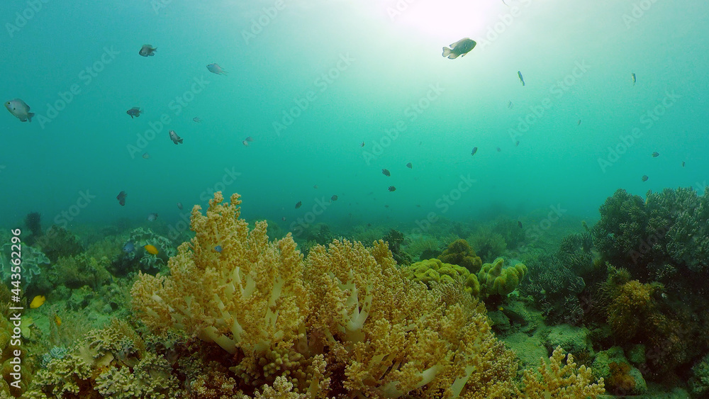 Fototapeta premium Marine scuba diving. Underwater colorful tropical coral reef seascape. Philippines.