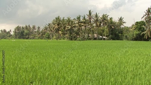 Rice field in Bali, Indonesia. photo