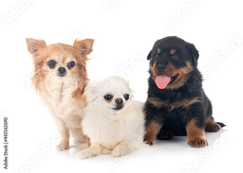 young rottweiler and chihuahua