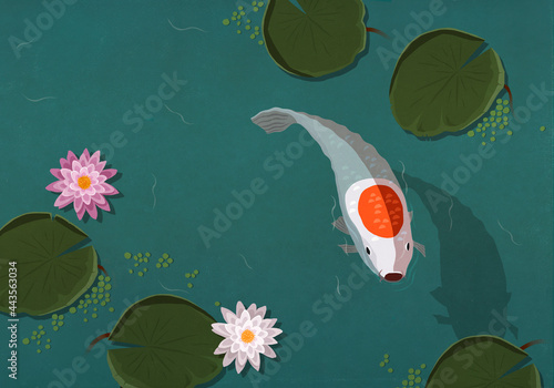 Koi fish swimming in pond with lily pads
 photo
