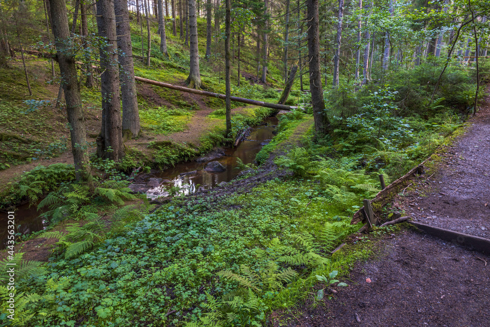 Fototapeta premium Beautiful summer view of mountain nature landscape in forest. High green pine trees and small stream in green forest. Sweden.