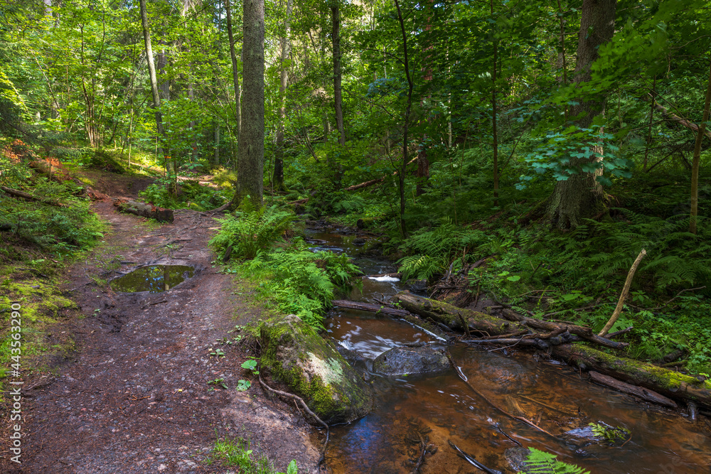 Beautiful summer nature landscape view. Small stream in green forest. Sweden. Beautiful summer nature landscape view. Small stream in green forest. Sweden.