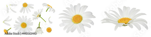 chamomile or daisies isolated on white background with full depth of field. Set or collection. © kolesnikovserg