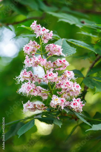 A branch of a flowering horse chestnut dotted with pink-lilac flowers