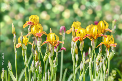 Yellow-orange irises on a green lawn