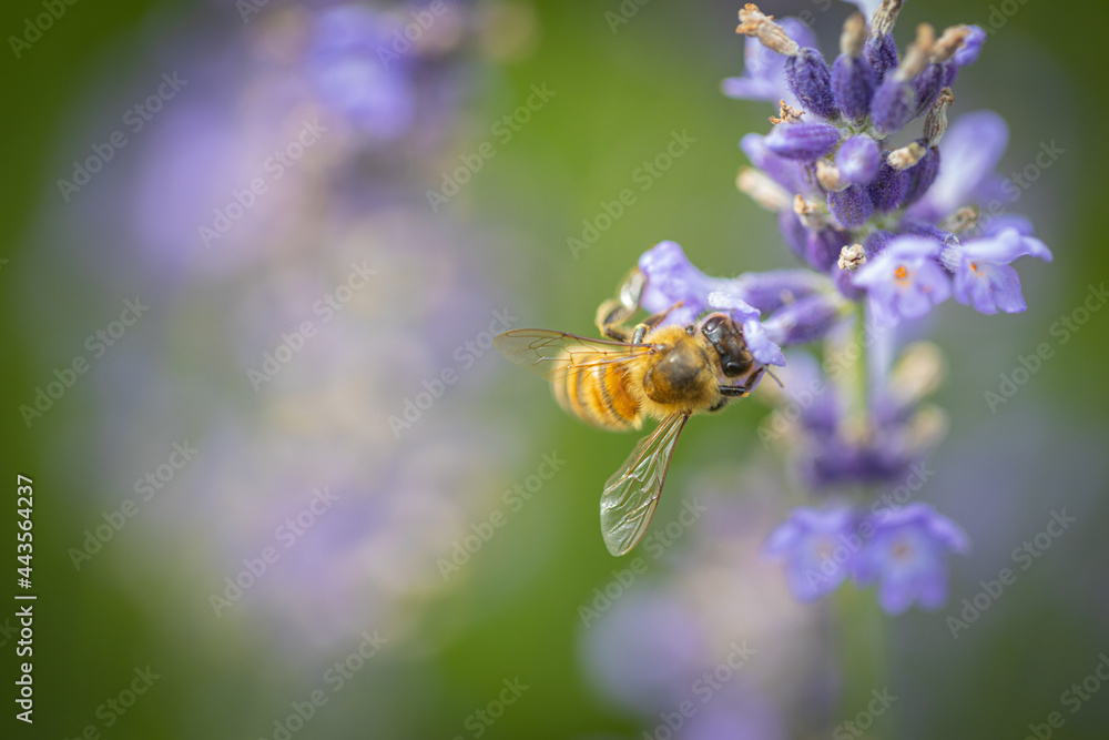 Honeybee pollinating on a lavender flower on a summer meadow with shallow depth of field. Honeybee pollinating on a lavender flower on a summer meadow with shallow depth of field.