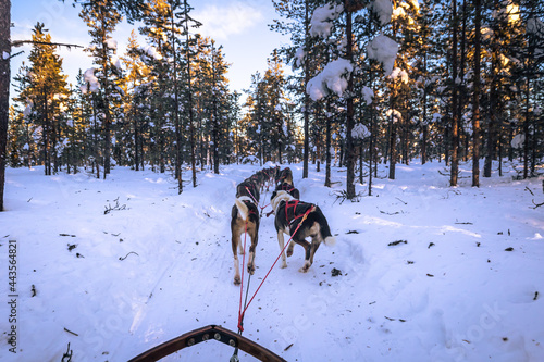 Dog sledding in Jukkasjärvi, Sweden