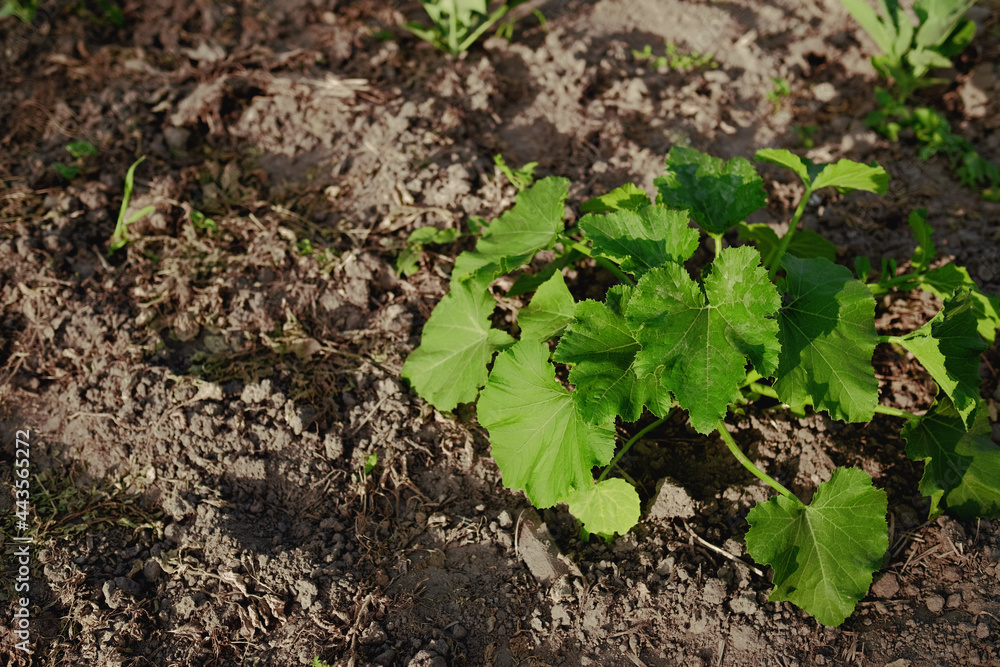 the zucchini plant grows on a bed in the garden. growing vegetables in the field the zucchini plant grows on a bed in the garden. growing vegetables in the field