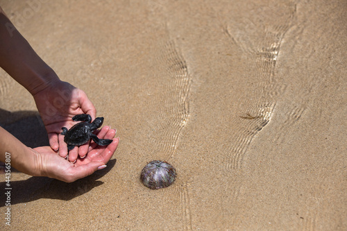 Canvas-taulu Close up of hands holding small baby turtle hatchling ready for release into the