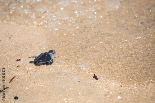 Small baby turtle hatchling on the beach moving towards sea or ocean