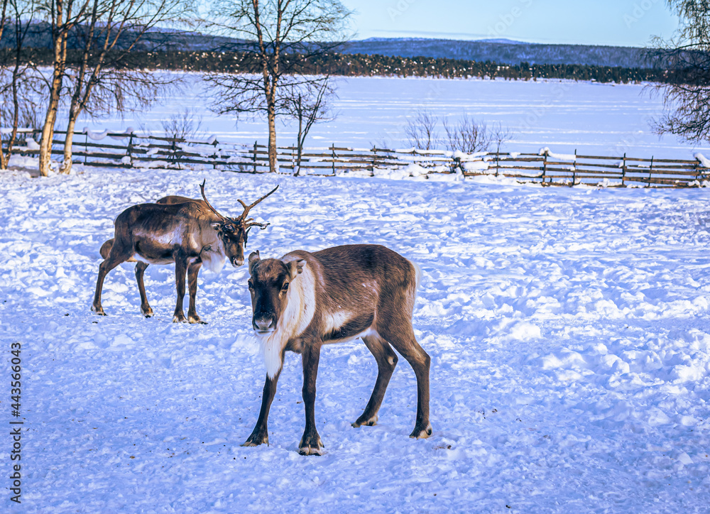Reindeer the Sami camp of Jukkasjärvi, Sweden Reindeer the Sami camp of Jukkasjärvi, Sweden