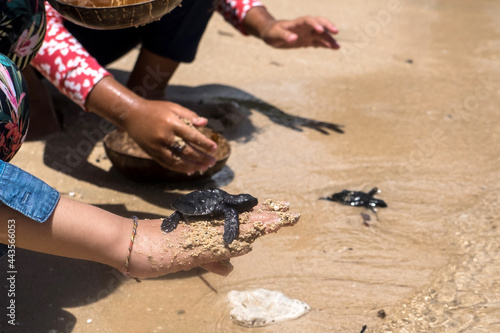 Fotografia, Obraz Close up of children hands holding small baby turtles hatchling ready for releas